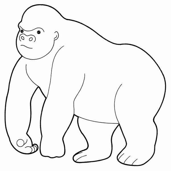 Gorilas para colorear 🥇 ¡Dibujos para imprimir y pintar!