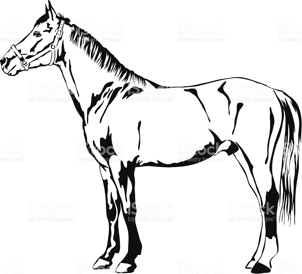 Dibujos para colorear e imprimir Caballos