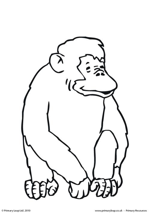 Dibujos para colorear e imprimir Chimpancé